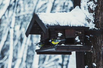 Tits in the winter park near the feeders