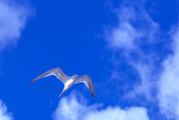 A lone laughing gull shot while in mid flight against the backdrop of a blue sky