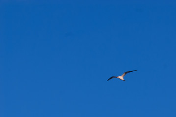 A lone laughing gull shot while in mid flight against the backdrop of a blue sky