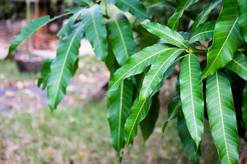 Leaves from the branches in the garden