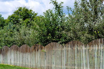 Fototapeta premium different fruit orchard behind a wooden fence at the side of road with a curb and drainage system and green lawn.