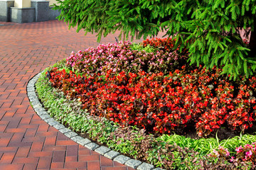 flowerbed with red flowers and a pine tree with needles at the pedestrian sidewalk made of stone...