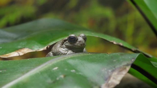  frog nature 4k
