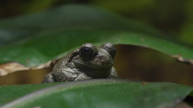  frog nature 4k