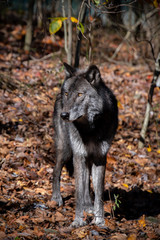 A black phase timber wolf standing in the forest looking left