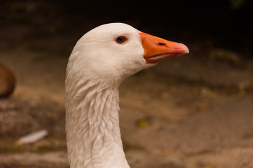 Close up of a white goose