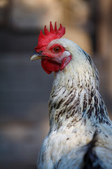 Closeup of a rooster in the chicken coop in a farmyard