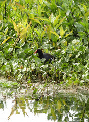 dusky moorhen fishing on the bank of a lake