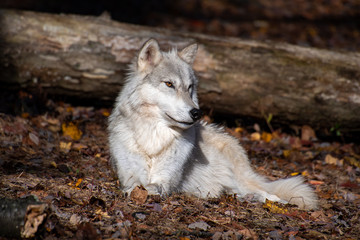A tundra wolf laying in the forest looking right