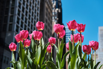 Pink tulips in New York City in spring.