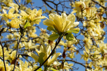 A yellow flowering Magnolia tree in full blossom.
