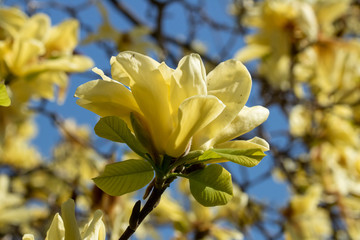 A yellow flowering Magnolia tree in full blossom. © Melody Mellinger