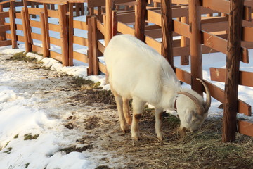 goat in the farm