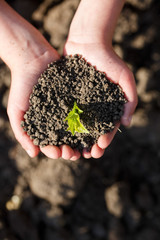 Young green sprout with earth on hands