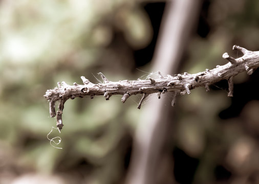 Dry twigs with spider web stuck in blurred background