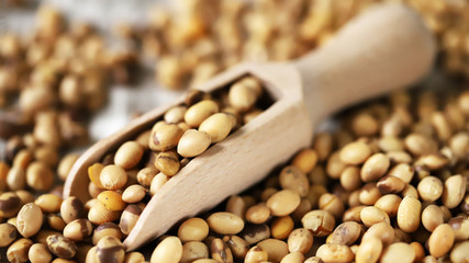 Soybeans in a wooden spatula. Selective focus. Macro.