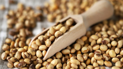 Soybeans in a wooden spatula. Selective focus. Macro.