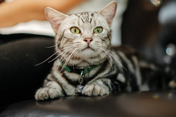 Fototapeta premium A cat lying on the sofa