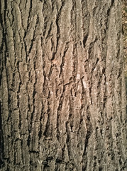 Tree trunk texture background, close up, sunny day