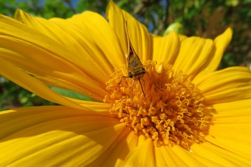 Brown skipper butterfly on yellow flower in Florida nature