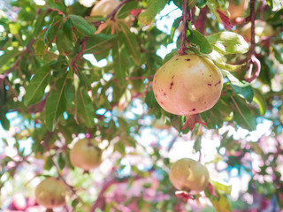 Growing pomegranate fruit on a tree, garden with fruit trees,