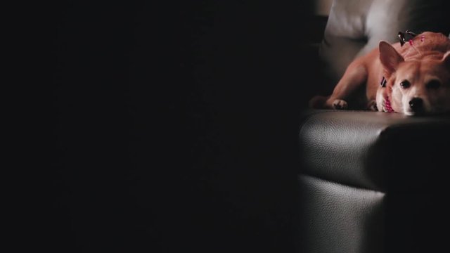 Revealing a brown mongrel dog sitting on a black leather couch. Slide movement from left to right.