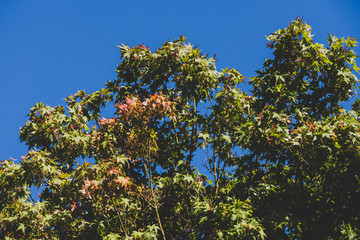 Japanese maple tree with lush green leaves
