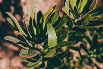 detail of leaves of African protea plant outdoor