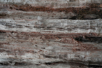 Closeup texture of decayed old tree. Detail of old wood texture background. Rough surface of dead tree stump. Weathered natural wood material for house furniture. Dirt skin of wooden. Weird log.