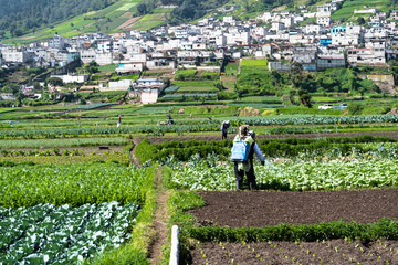 El campesino est&aacute; rociando las lechugas con sus l&iacute;quidos en Almolonga Guatemala.