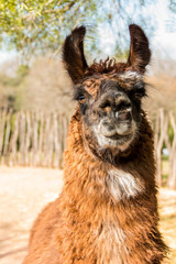 portrait of a llama in a pen
