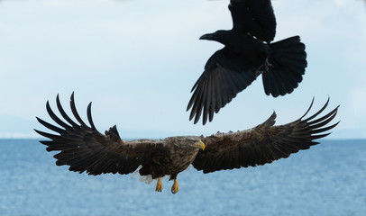 Raven and  White tailed eagle in flight.  Scientific name: Haliaeetus albicilla, also known as the ern, erne, gray eagle, Eurasian sea eagle and white-tailed sea-eagle.