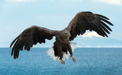 Adult White tailed eagle in flight. Blue sky and ocean background. Scientific name: Haliaeetus albicilla, also known as the ern, erne, gray eagle, Eurasian sea eagle and white tailed sea-eagle