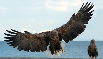 Adult White tailed eagle in flight. Blue sky and ocean background. Scientific name: Haliaeetus albicilla, also known as the ern, erne, gray eagle, Eurasian sea eagle and white tailed sea-eagle