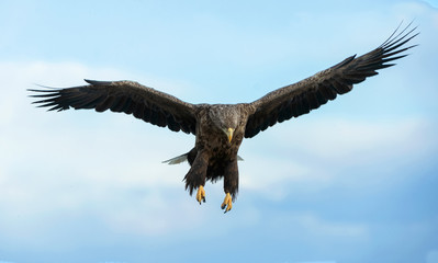 Adult White-tailed eagle in flight. Blue sky background. Scientific name: Haliaeetus albicilla, also known as the ern, erne, gray eagle, Eurasian sea eagle and white-tailed sea-eagle.