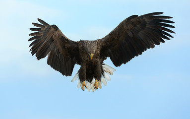 Adult White-tailed eagle in flight. Blue sky background. Scientific name: Haliaeetus albicilla, also known as the ern, erne, gray eagle, Eurasian sea eagle and white-tailed sea-eagle.