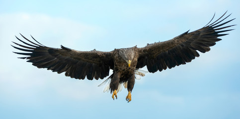 Adult White-tailed eagle in flight. Blue sky background. Scientific name: Haliaeetus albicilla, also known as the ern, erne, gray eagle, Eurasian sea eagle and white-tailed sea-eagle.
