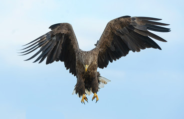 Adult White-tailed eagle in flight. Blue sky background. Scientific name: Haliaeetus albicilla, also known as the ern, erne, gray eagle, Eurasian sea eagle and white-tailed sea-eagle.