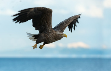 Adult White tailed eagle in flight. Blue sky and ocean background. Scientific name: Haliaeetus albicilla, also known as the ern, erne, gray eagle, Eurasian sea eagle and white tailed sea-eagle