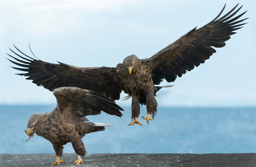 Adult White-tailed eagle in flight. Blue sky background. Scientific name: Haliaeetus albicilla, also known as the ern, erne, gray eagle, Eurasian sea eagle and white-tailed sea-eagle.