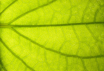 Fototapeta na wymiar Leaf closeup showing veins and leaf structure