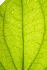 Fototapeta na wymiar Leaf closeup showing veins and leaf structure