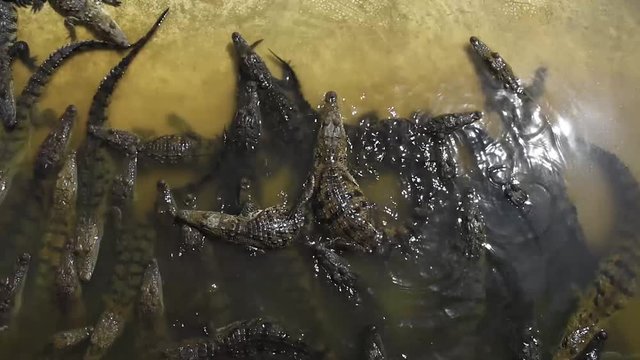 criadero de cocodrilos en veracruz mexico, reptiles en aguas pantanosas