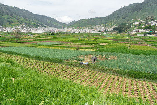 El campesino est&aacute; recogiendo las cebollas del campo.