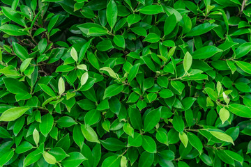 Fototapeta na wymiar Green leaves texture at the garden for background