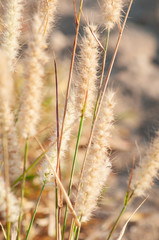 Australian native grass