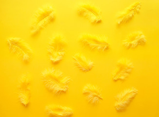 Obraz premium Yellow feathers on yellow background.