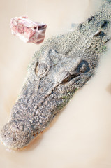 Crocodile head in water with meat above