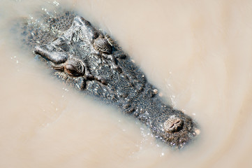 Crocodile head & eyes in water