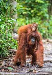 On a mum`s back. Cub of orangutan on mother`s back. Green rainforest. Natural habitat. Bornean orangutan (Pongo pygmaeus wurmbii) in the wild nature. Tropical Rainforest of Borneo Island. Indonesia